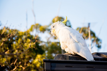 Sulphur-crested cockatoo seating on a roof. Urban wildlife. Australian backyard visitors