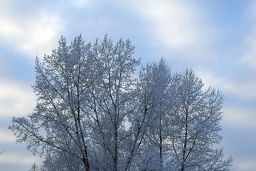 Obraz na płótnie Canvas Snow-covered tree branches. Pure white snow. Winter fairy tale. Background for postcard.