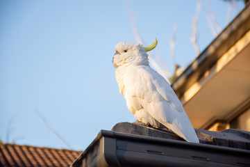 Sulphur-crested cockatoo seating on a roof. Urban wildlife. Australian backyard visitors