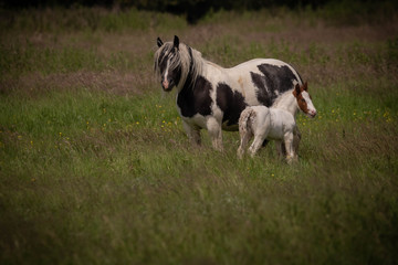 Obraz na płótnie Canvas Horses in a meadow