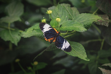 Schmetterling