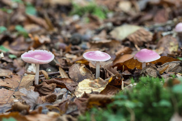 Jolis champignons de couleur magenta