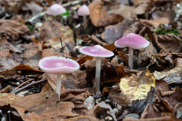 Couleurs d’automne 