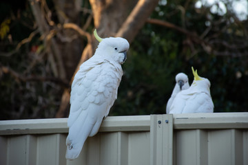 Sulphur-crested cockatoo seating on a fence. Urban wildlife. Australian backyard visitors