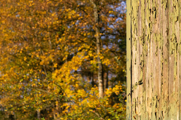 Bienenwagen, verfallen