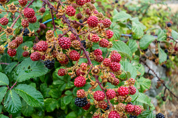 Macro view of a group of blackberries in a bush with leaves