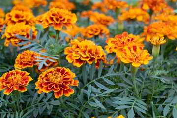 Marigold garden in Chiang Mai, Thailand