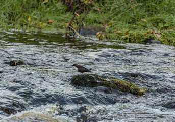 A little Dipper resting on a stone mid river