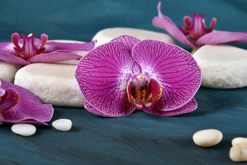 Still life with orchids and white stones on a dark blue background