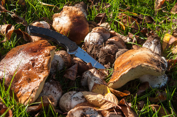 mushrooms on the grass in the garden12