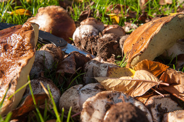 mushrooms on the grass in the garden10