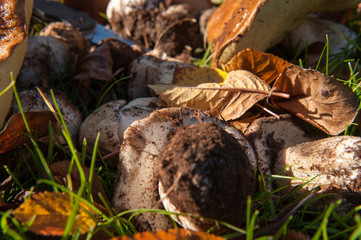 mushrooms on the grass in the garden9