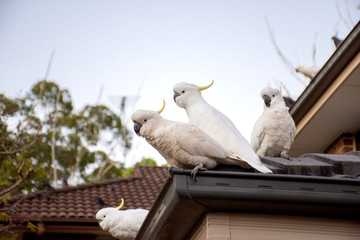 Sulphur-crested cockatoos seating on a roof. Urban wildlife. Australian backyard visitors