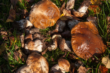 mushrooms on the grass in the garden3