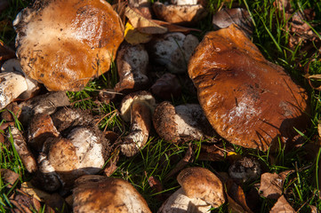 mushrooms on the grass in the garden1
