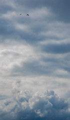dramatic cloudiness sky outdoor peaceful natural background view with flying birds and empty copy space for your text vertical photography 