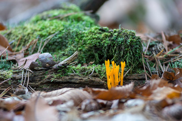 Champignon jaune comestible