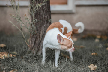 baby goat in the farm