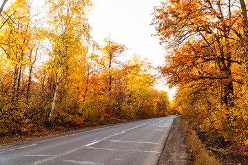 Obraz premium autumn landscape in the park in sunny weather