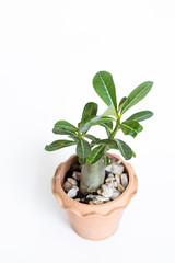 Potted plants on white background