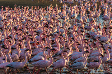 Huge colony of flamingos