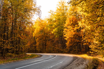 Fototapeta premium autumn landscape in the park in sunny weather