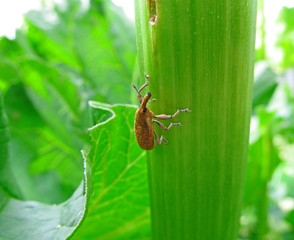 Brown beetle sitting on a green leaf of a plant