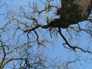 The dry branches of the trees indicate that it is still winter. Note that these branches are fractals. Math behind nature!