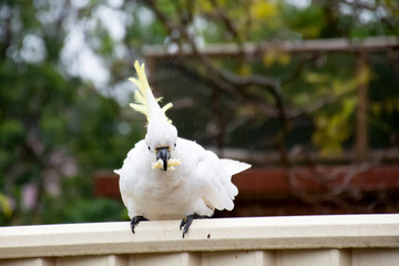 Sulphur-crested cockatoo seating on a fence and eating piece of pasta. Urban wildlife. Backyard visitors. Don't feed wild birds and animals.