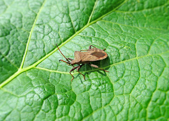 A brown bug sitting on a green leaf of a plant