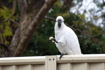 Sulphur-crested cockatoo seating on a fence on a rainy day and eating piece of pasta. Urban wildlife. Backyard visitors. Don't feed wild birds and animals.