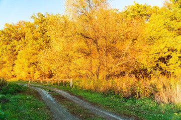 Obraz premium autumn landscape in the park in sunny weather