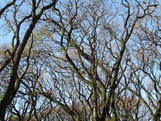 The dry branches of the trees indicate that it is still winter. Note that these branches are fractals. Math behind nature!