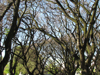 The dry branches of the trees indicate that it is still winter. Note that these branches are fractals. Math behind nature!