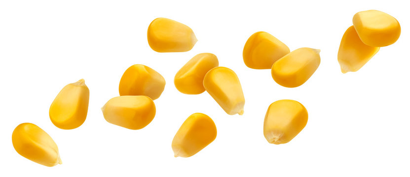 Falling corn seeds isolated on white background with clipping path