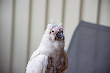 Sulphur-crested cockatoo suffering from Psittacine beak and feather disease - PBFD. Urban wildlife.