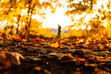 Naklejka na ściany i meble autumn landscape in the park in sunny weather