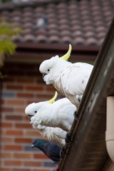 Sulphur-crested cockatoos seating on a roof. Urban wildlife. Australian backyard visitors