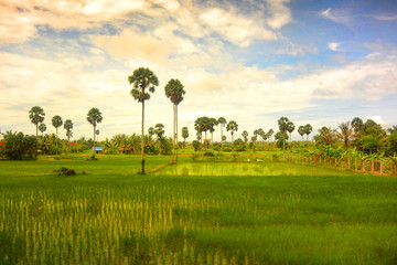 Southeast Asian landscape in rainy season 4, two palm trees