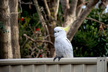 Sulphur-crested cockatoo seating on a fence. Urban wildlife. Australian backyard visitors