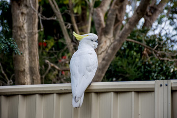 Sulphur-crested cockatoo seating on a fence. Urban wildlife. Australian backyard visitors
