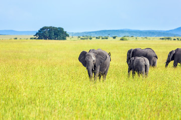 Obraz premium Herd of elephant