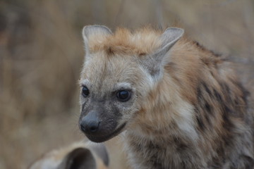 Front head shot of a hyena walking