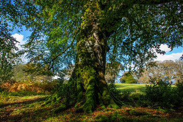 Obraz premium An ancient tree with a twisted trunk