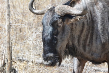 Herbivore animal in nature in Kruger national Park