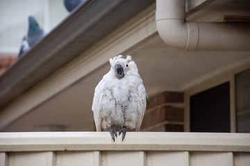 Sulphur-crested cockatoo suffering from Psittacine beak and feather disease - PBFD. Urban wildlife.