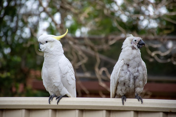 Sulphur-crested cockatoo seating on a fence close to another cockatoo suffering from Psittacine...