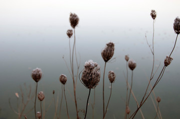 Frosty Seed Pods against Frozen Lake