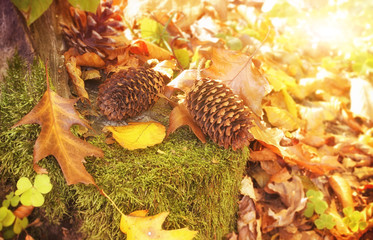 Beautiful autumn landscape. Falling leaves natural background.