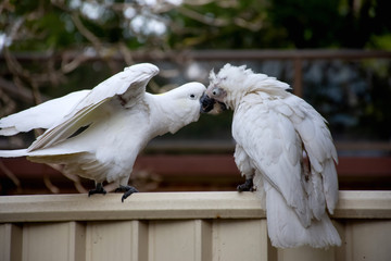 Sulphur-crested cockatoo seating on a fence close to another cockatoo suffering from Psittacine...